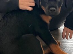 molly 4